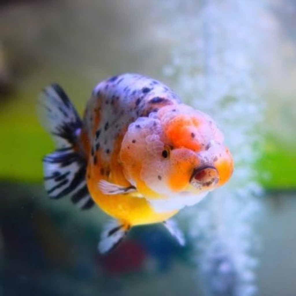 Jual IKAN HIAS KOKI RANCU CALICO KOKI RANCU KOKI RANCU PANCAWARNA ...