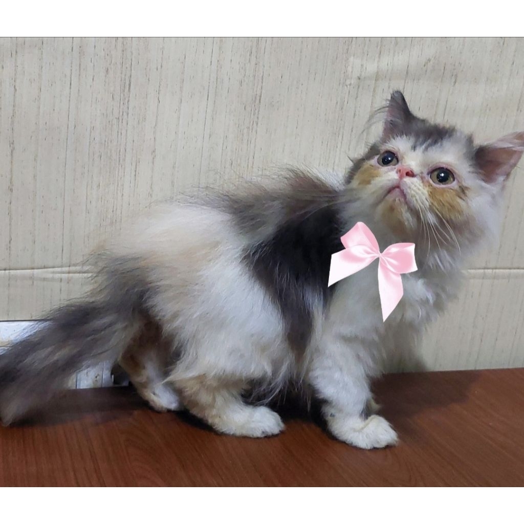 Jual anak kucing ras persia munchkin scottishfold | Shopee Indonesia