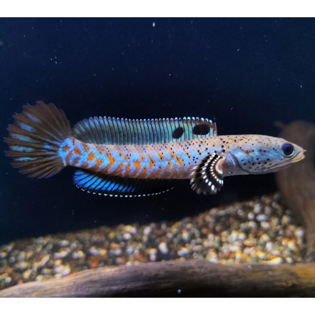 Jual Channa Blue Pulchra Terlengkap & Harga Terbaru Juli 2026 | Shopee ...