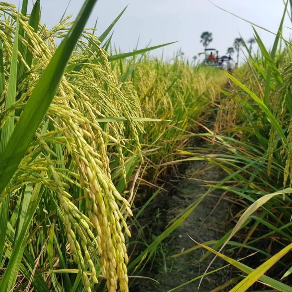 Jual Bibit Padi Benih Padi SIMBOK Kemasan 5Kg Super Premium Si Mbok ...