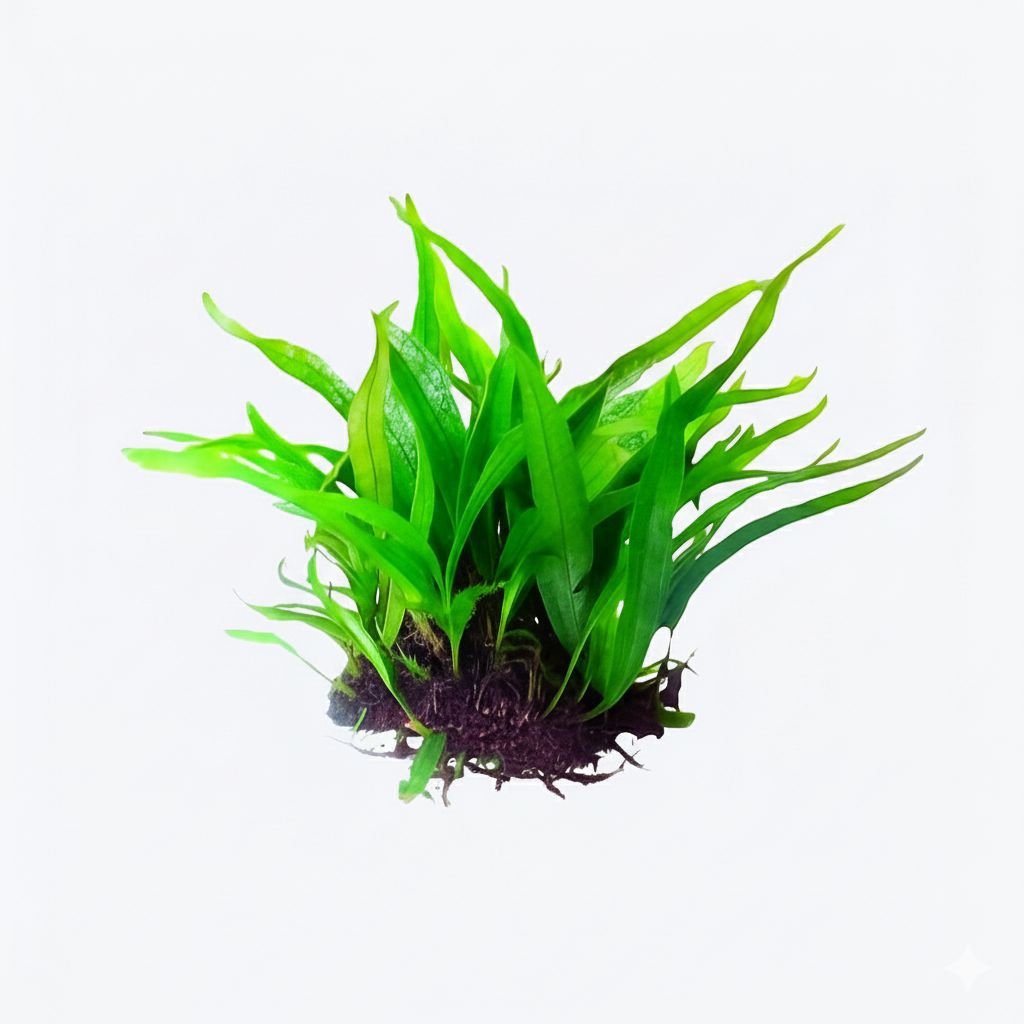 Jual Kadaka Mini Tanaman Aquascape Low Co2 Mudah Dirawat | Shopee Indonesia