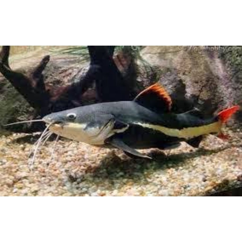 Jual Ikan RTC / Red Tail Catfish 10-12cm / Hiasan Aquarium / Lele ...