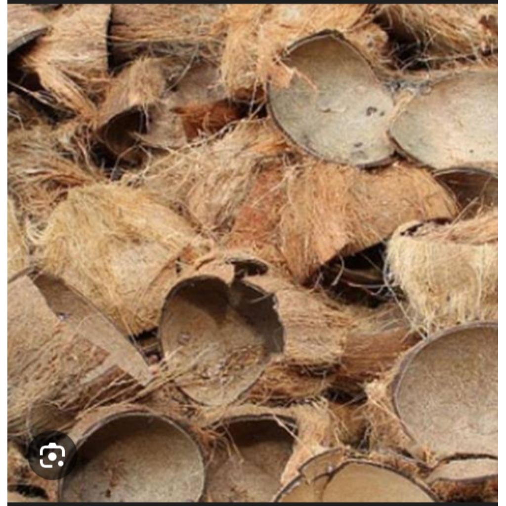 Jual batok kelapa kering bahan arang/areng kwalitas terbaik harga per ...