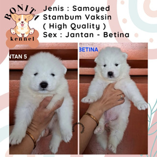 Jual Anjing Samoyed Terlengkap Harga Terbaru Oktober 2025