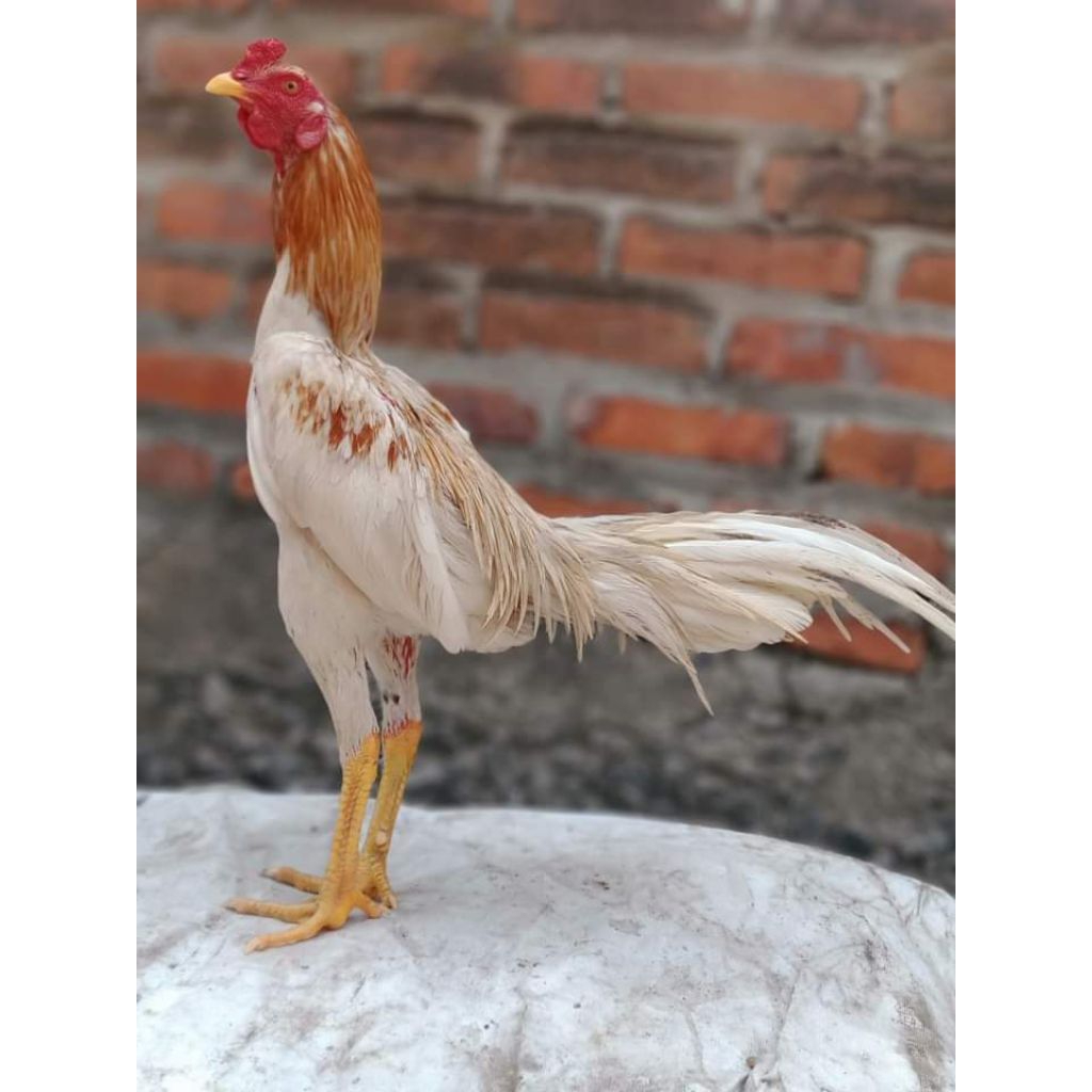 Jual PITIKAN AYAM PLUCKER | Shopee Indonesia