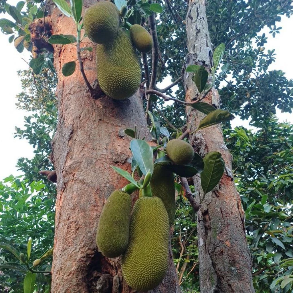 Jual Nangka Blitar