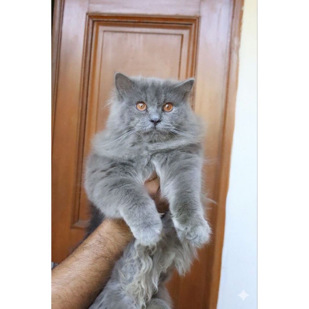 Jual kucing Mainecoon jantan grey solid super | Shopee Indonesia