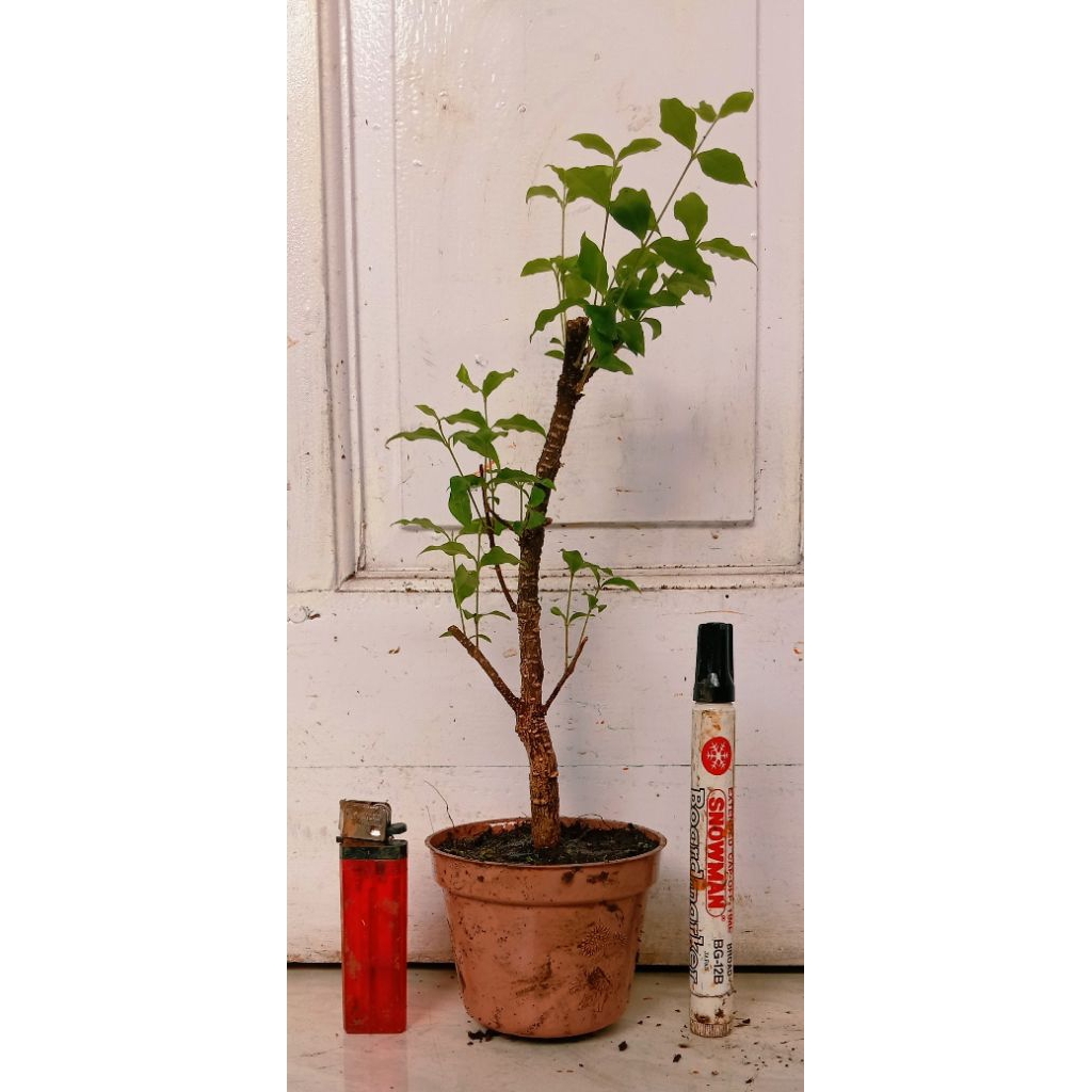 Jual sakura micro prospek 10.000 subur mantap | Shopee Indonesia