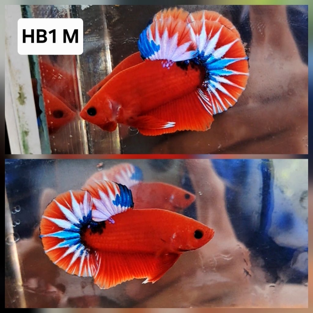 Jual Plakat Hellboy Red Merah Male Sesuai Foto | Shopee Indonesia