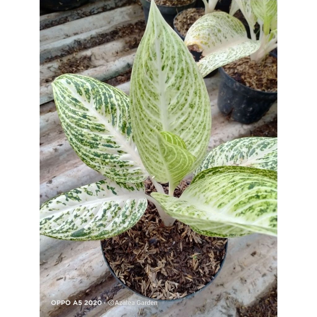 Jual Tanaman Hias Aglaonema White Legacy Jumbo - Indoor ( Dalam Ruangan ...