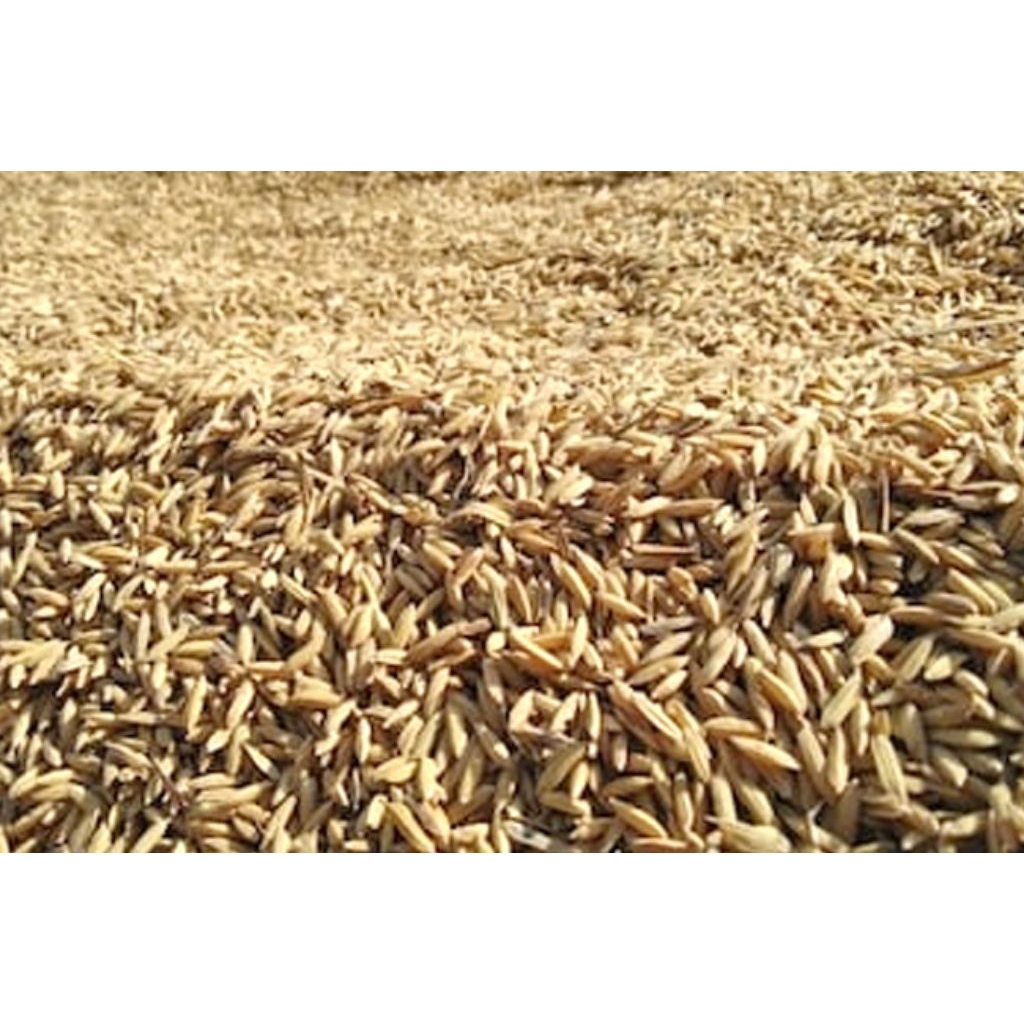 Jual GABAH PADI BIJI BIJIAN BERSIH MUDAH TUMBUH 1KG / Padi ukuran 1kg ...
