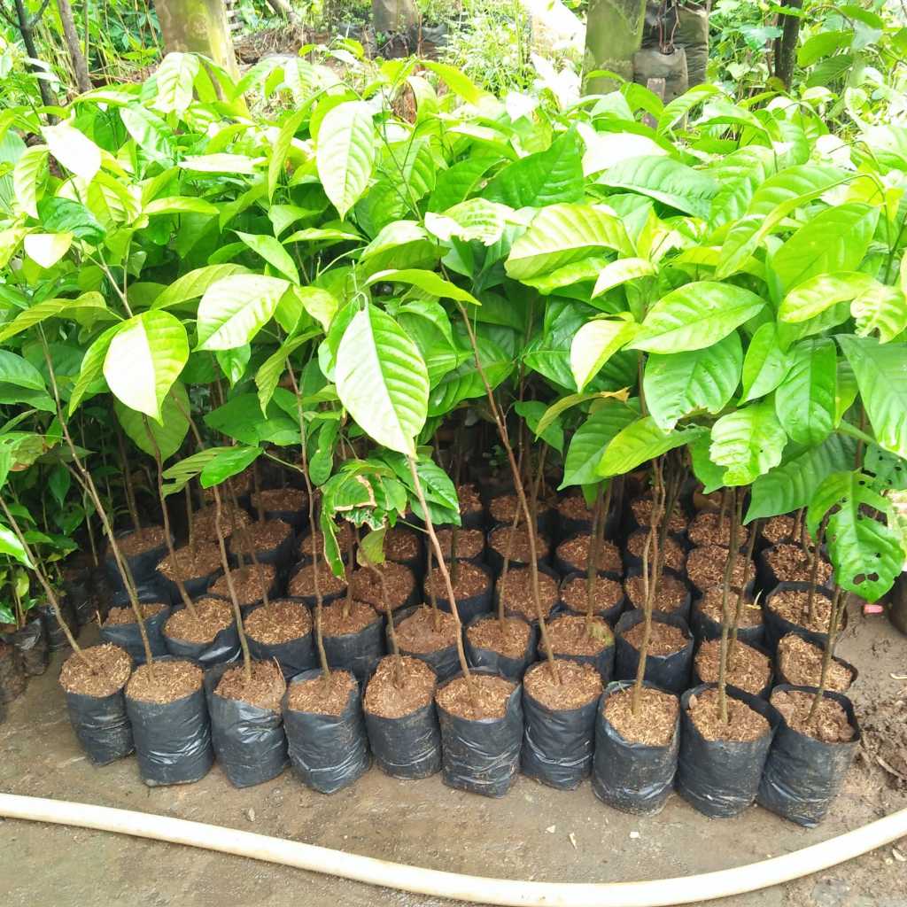Jual Bibit Tanaman Duku - Mudah Berbuah - Harganya Super Murah | Shopee ...