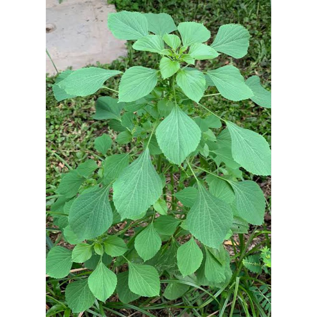 jual-daun-anting-anting-daun-akar-kucing-segar-per-10-batang-tanaman