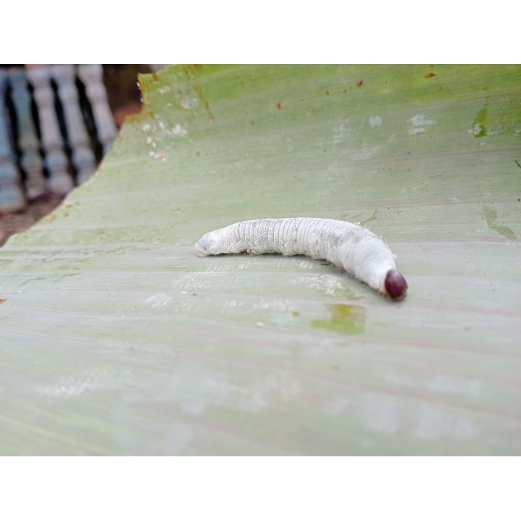 Jual ulet pisang atau entung | Shopee Indonesia