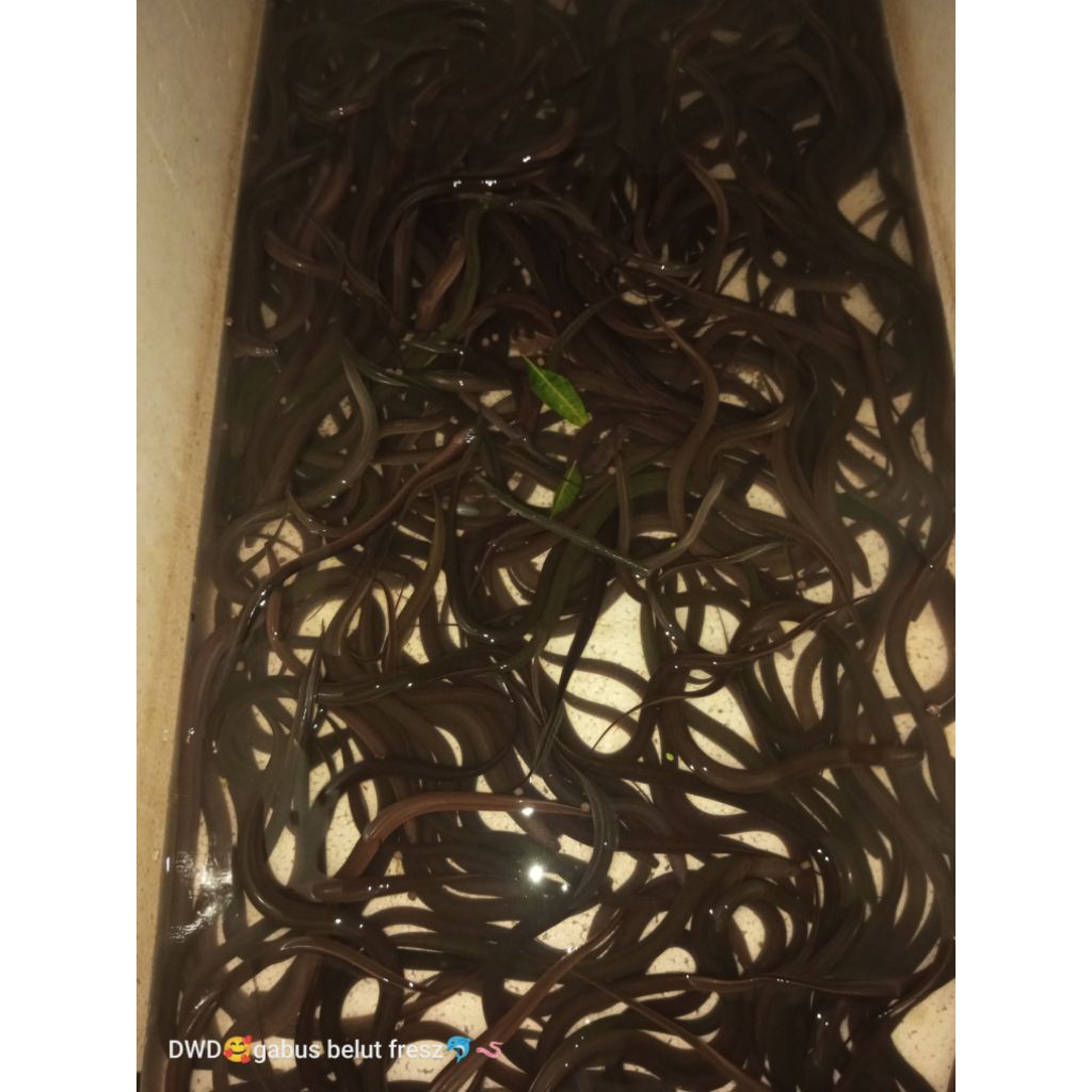 Jual bibit belut rawa, per ekor ushakan Jabodetabek | Shopee Indonesia