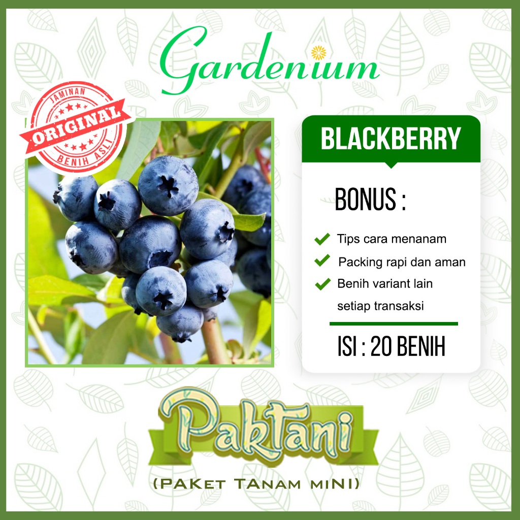 20 Benih Buah Blueberry Tanaman Buah Paktani