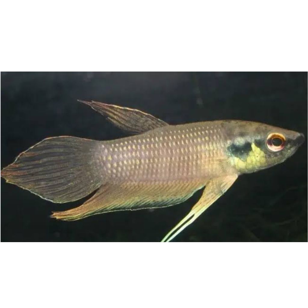 Jual wild Betta raja | Shopee Indonesia