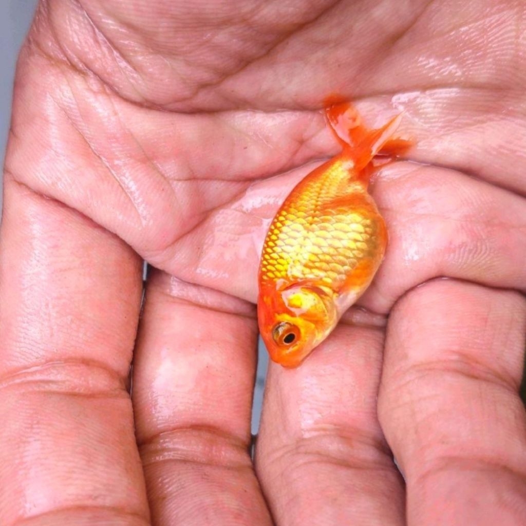 Jual Mas Koki Rancu Lionchu | Anakan Maskoki Ranchu Goldfish | Shopee ...