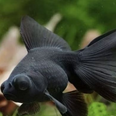 Jual ikan mas koki buldog black solid hitam pekat / ikan mas koky ...
