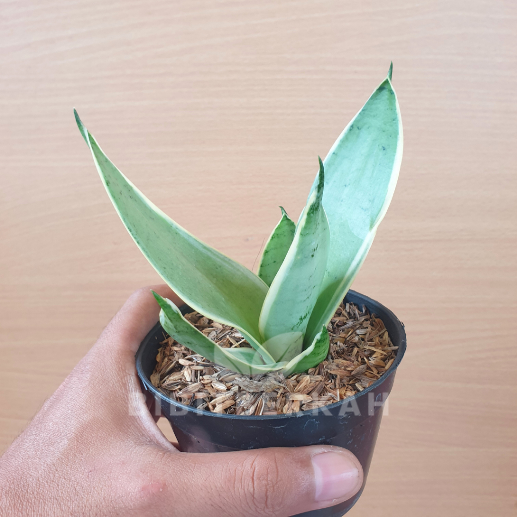 Jual Sansevieria Hahnii Cream - Tanaman Hias Sansivera Lidah Mertua ...