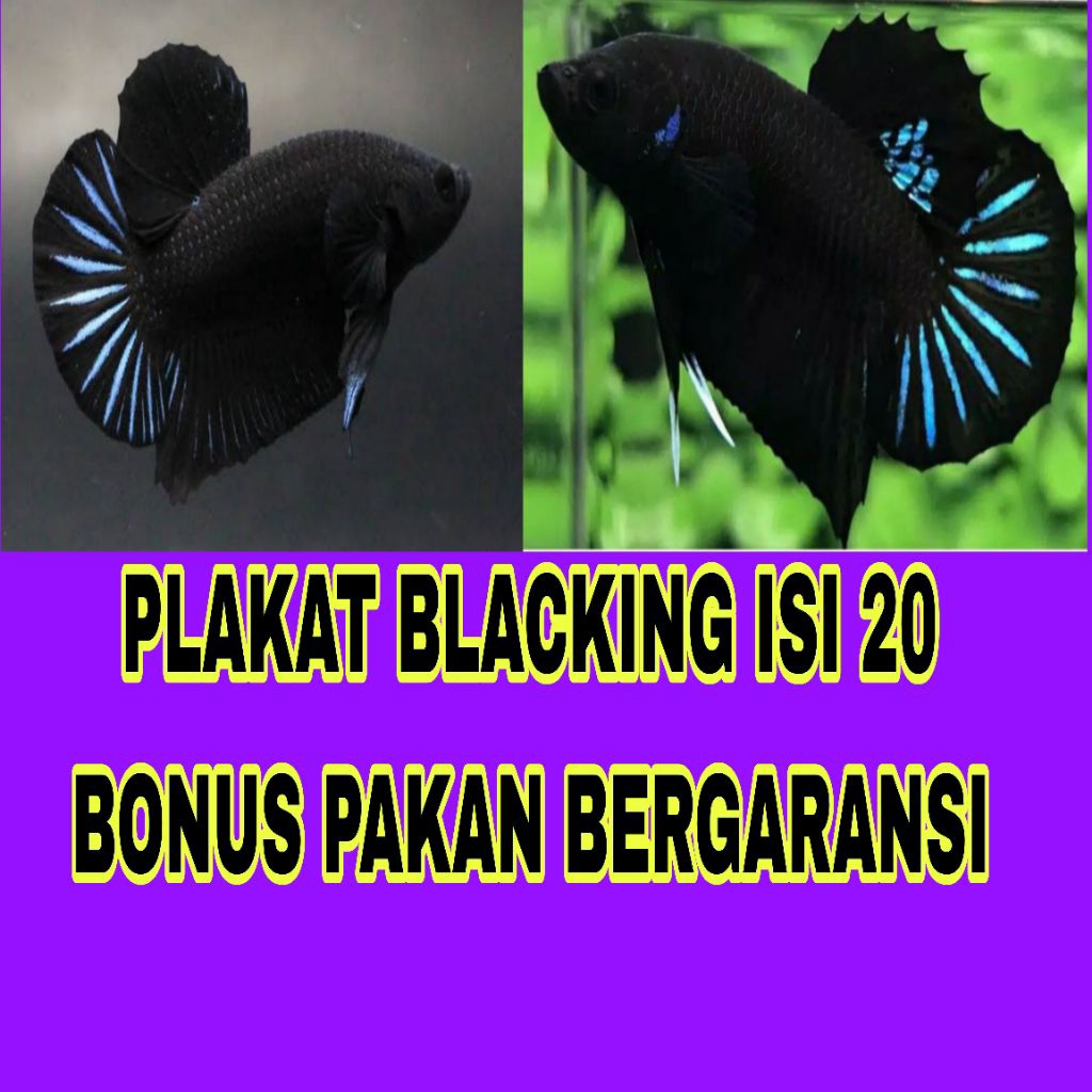 Jual PLAKAT BLACKING ISI 20 BONUS PAKAN BERGARANSI | Shopee Indonesia