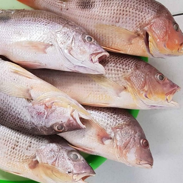 Jual Ikan Kakap Merah Segar 1Kg // Ikan Kakap Merah Jenaha // Ikan ...