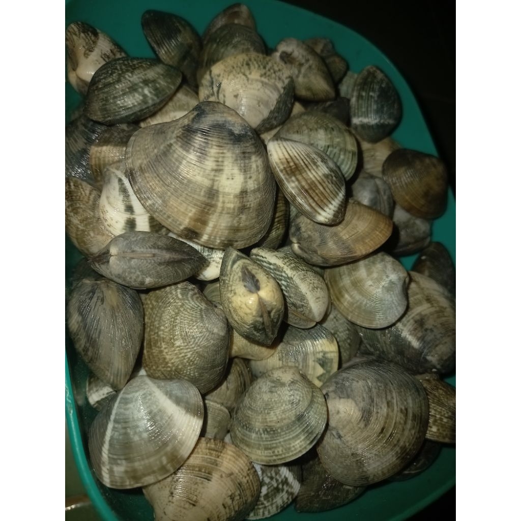Jual TUDE/KERANG_FRESH_TIAP_HARI | Shopee Indonesia