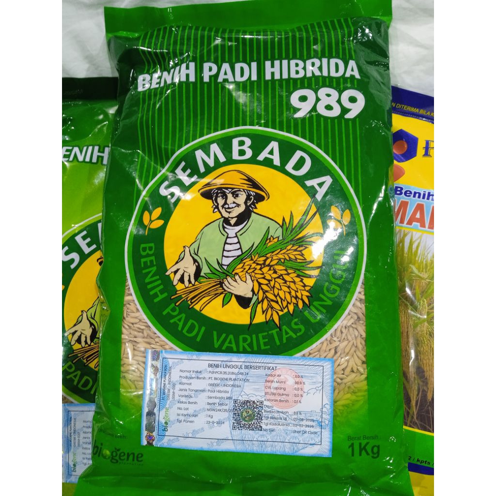 Jual benih padi hibrida sembada 989 exp 03 2026 | Shopee Indonesia