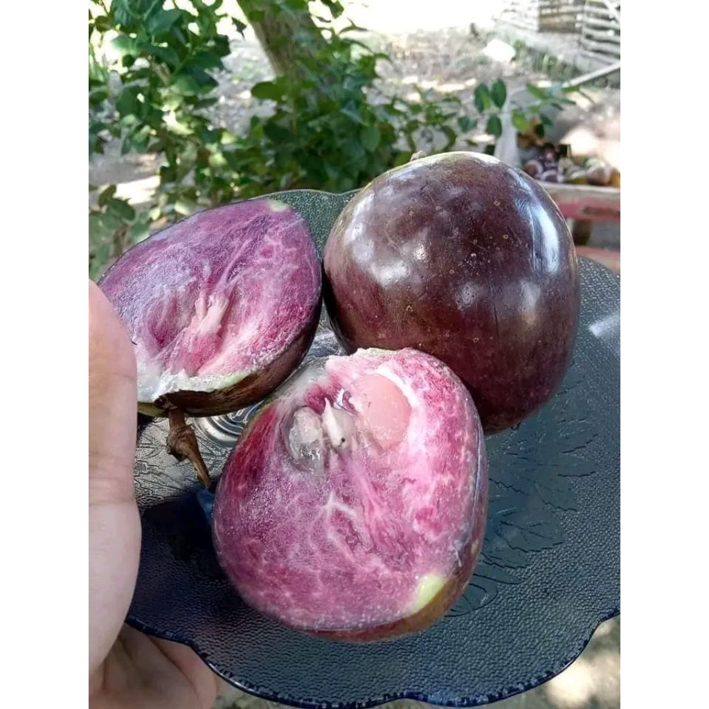 Jual Buah Kenitu Terlengkap & Harga Terbaru Agustus 2026 | Shopee Indonesia