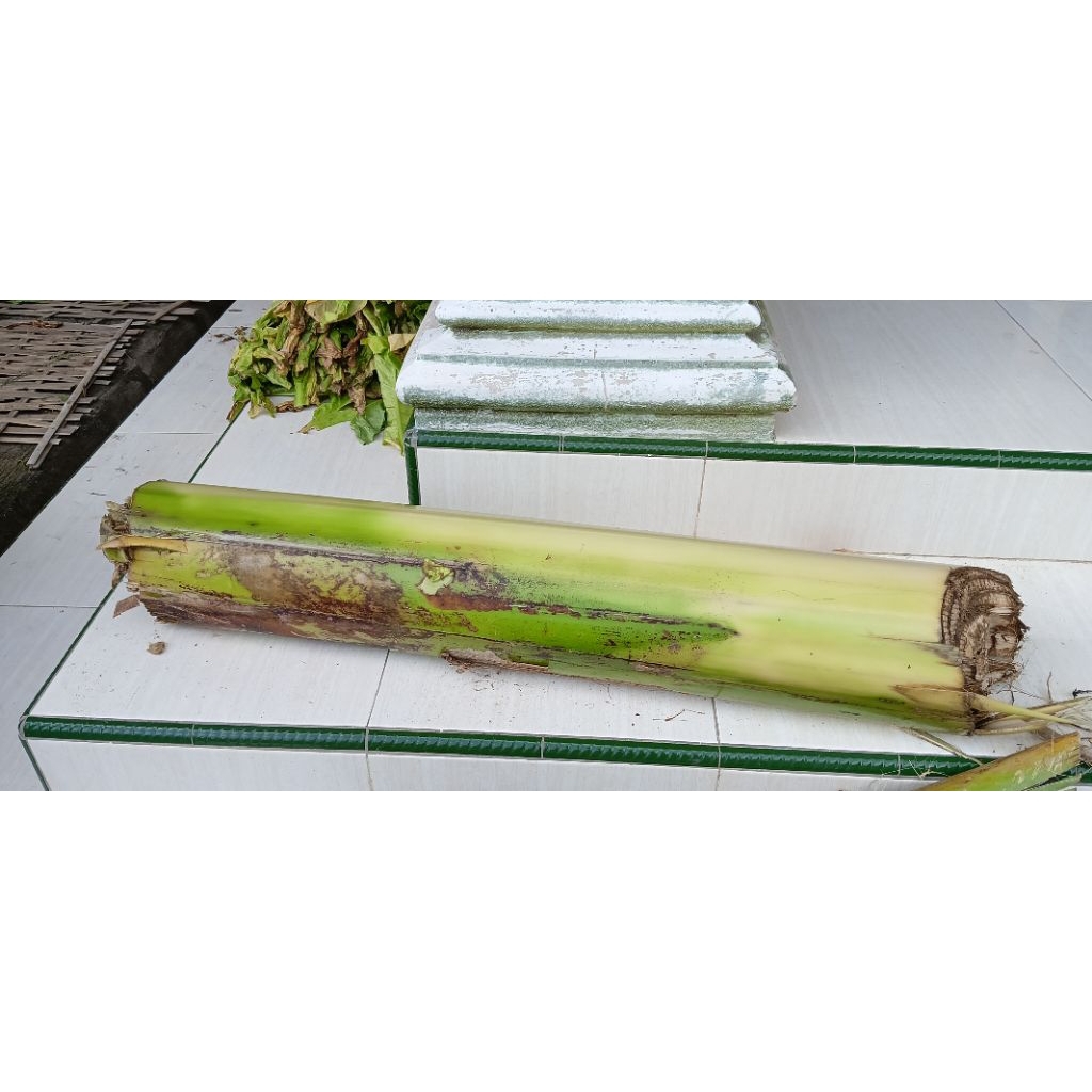 Jual gedebog pisang atau batang pisang 2 kg | Shopee Indonesia