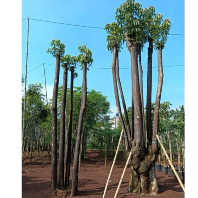 Jual tanaman pule grouping, Tanaman Pule (Alstonia scholaris) – Pohon ...