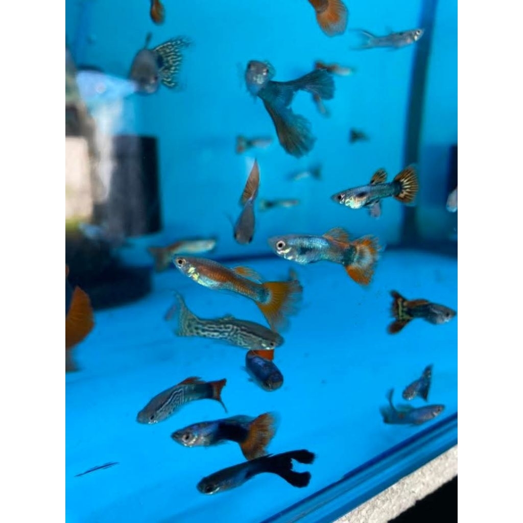 Jual Ikan Gapi Terlengkap & Harga Terbaru Juli 2026 | Shopee Indonesia