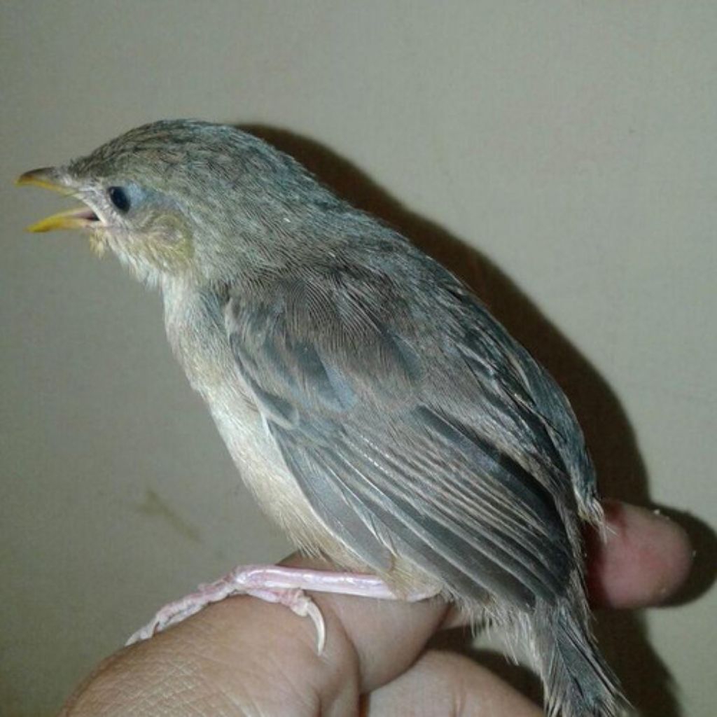 Jual Burung Anakan Cigun Mandiri Pilihn Terbaik | Shopee Indonesia