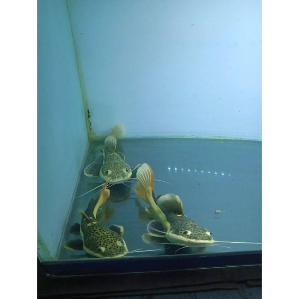 Jual Ikan RTC Terlengkap & Harga Terbaru Juni 2026 | Shopee Indonesia