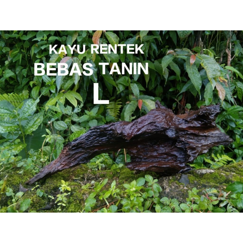 Jual Kayu rentek aquascape bebas tanin size L | Shopee Indonesia