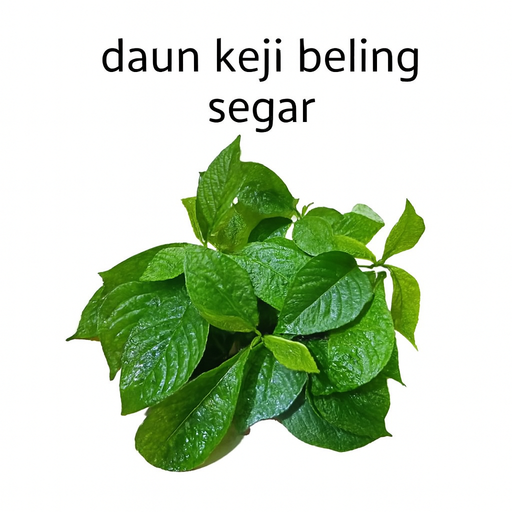 Jual daun keji beling segar perlembar | Shopee Indonesia