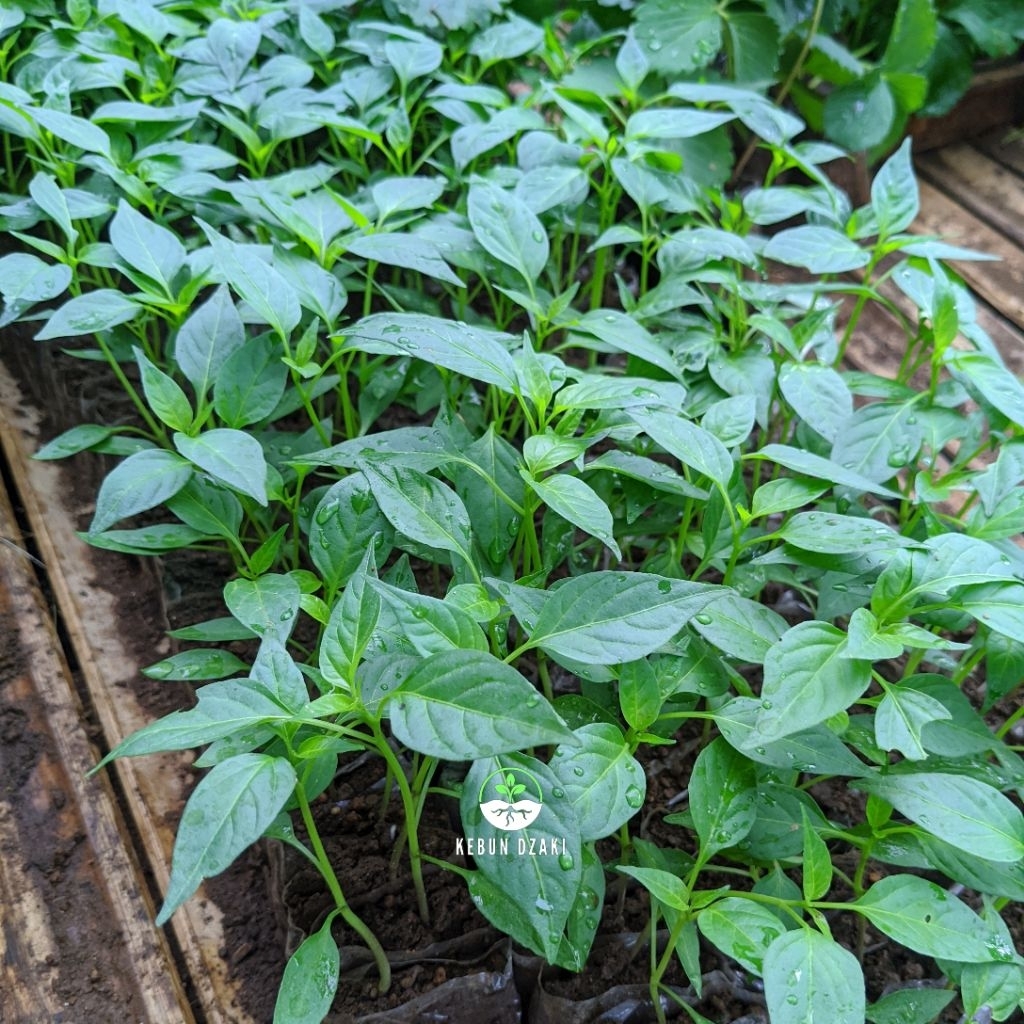 Jual KEBUK DZAKI - Paket 10 Bibit Cabe Merah Besar Siap Tanam | Shopee ...