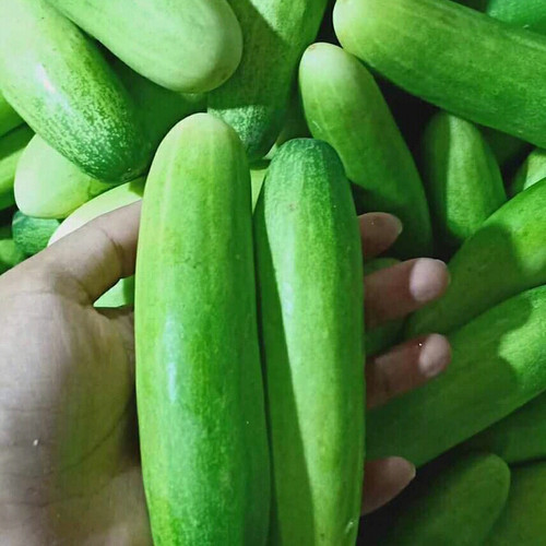 Jual timun ketimun mentimun 1kg | Shopee Indonesia