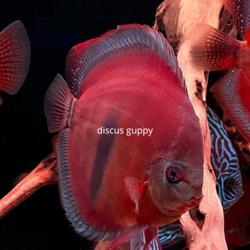 Jual Panthera Eruption Discus 1cm - Enhanced Edition | Shopee Indonesia
