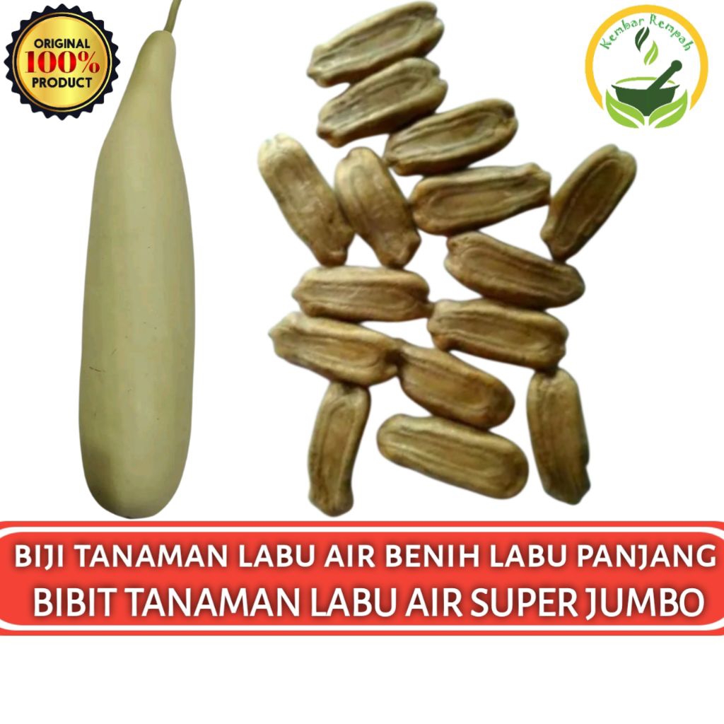 Jual (15 Butir) Biji Benih Labu Sayur Labu Air Labu Panjang Labu Jumbo ...