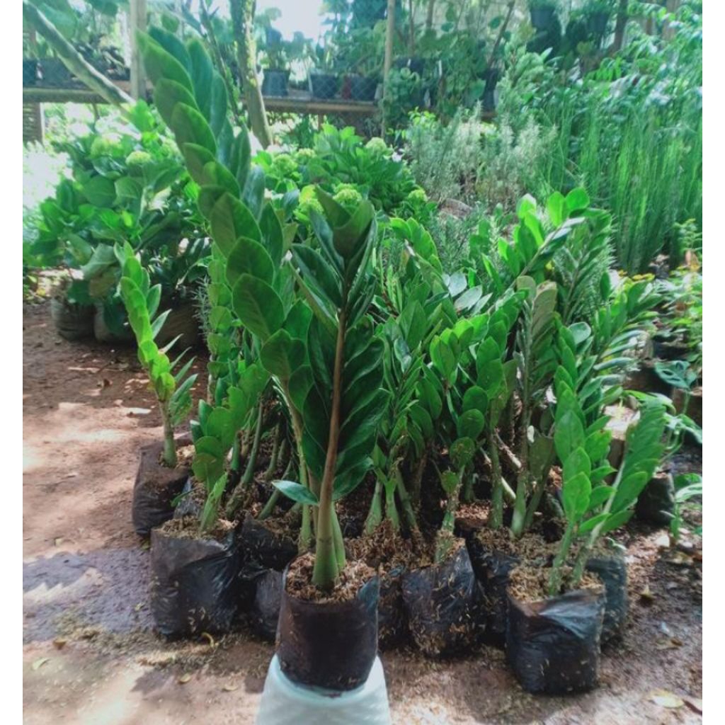 Jual TANEMAN HIAS ZAMIOCULCAS ZAMIIFOLIA ATAU DAUN DOLAR UKURAN BESAR ...