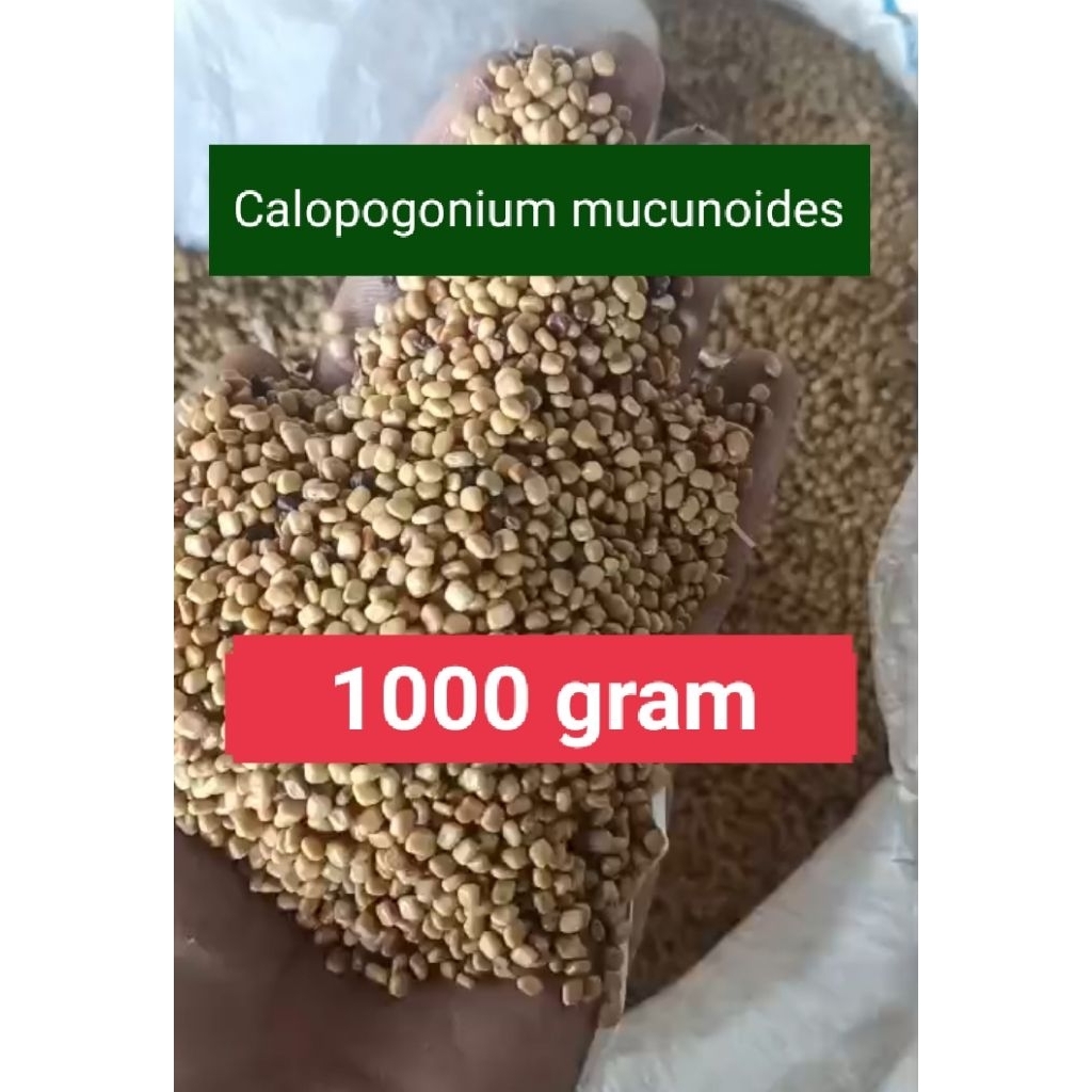 Jual Benih Cm (Calopogonium Mucunoides) kalopo LCC penutup tanah ...