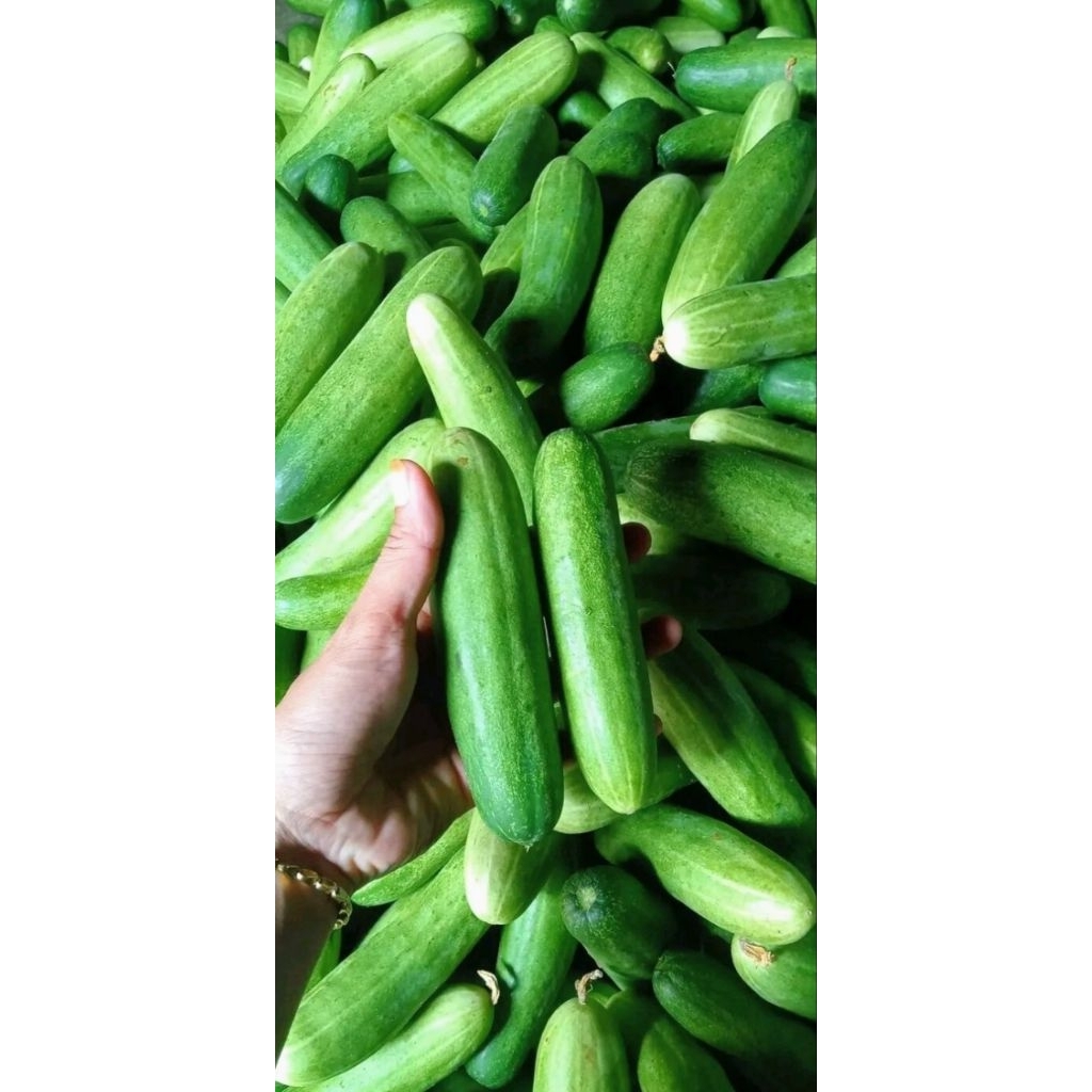 Jual Timun 1 Kg Terlengkap & Harga Terbaru Juli 2026 | Shopee Indonesia