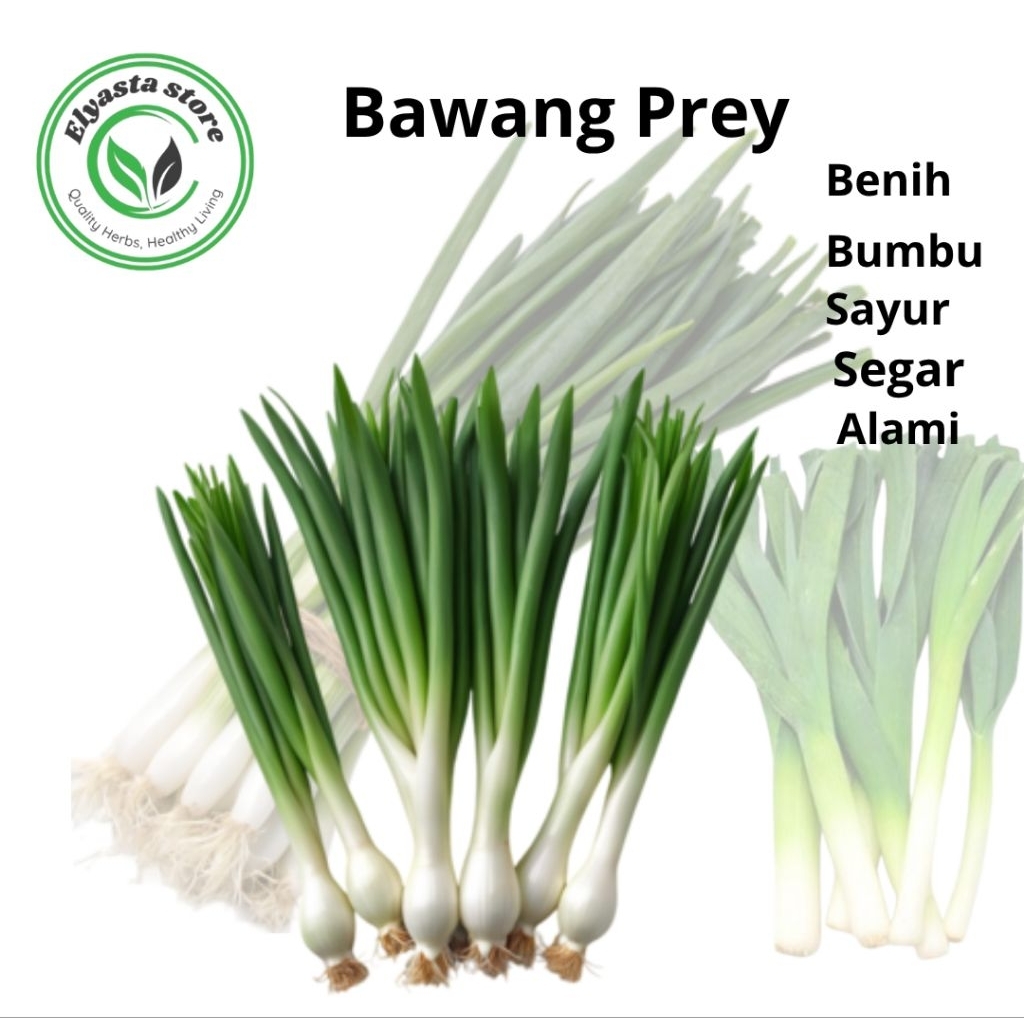 Biji Benih Tanaman Sayuran Bawang Pre/frogrant 30 Butir