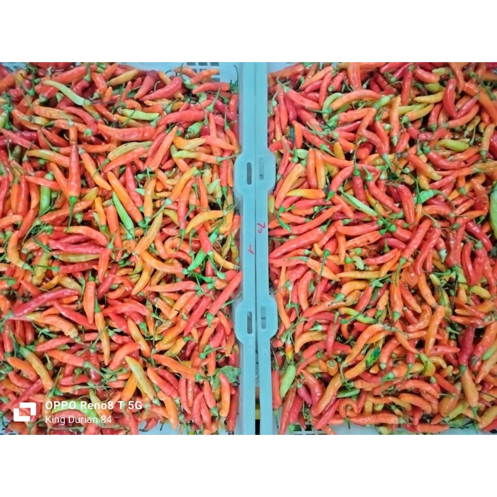 Jual Cabe Rawit Jawa 1kg Shopee Indonesia