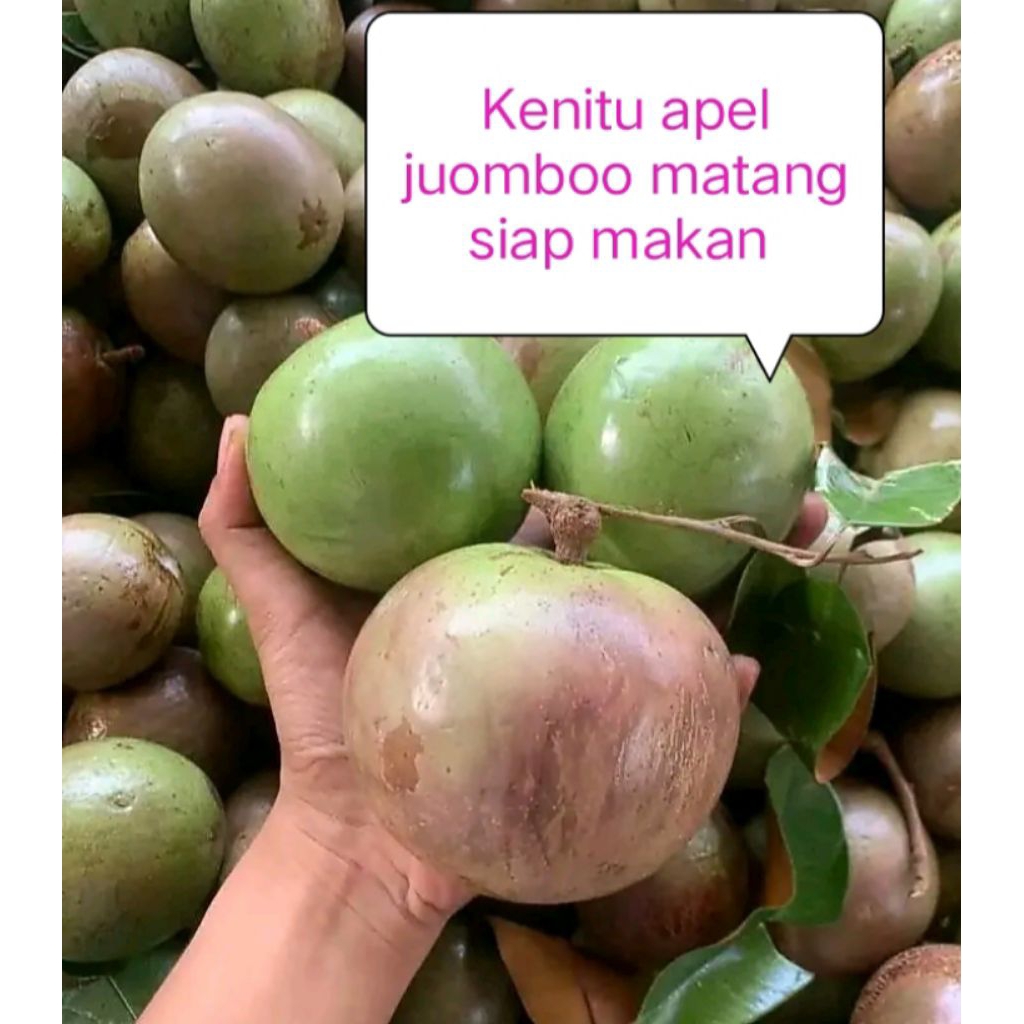 Jual Buah Kenitu Terlengkap & Harga Terbaru Agustus 2026 | Shopee Indonesia