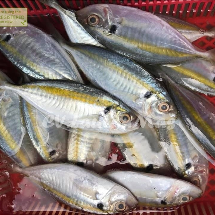 Jual Ikan Selar 1Kg / Ikan Selar Segar / Ikan Selar Kuning / Ikan Selar ...