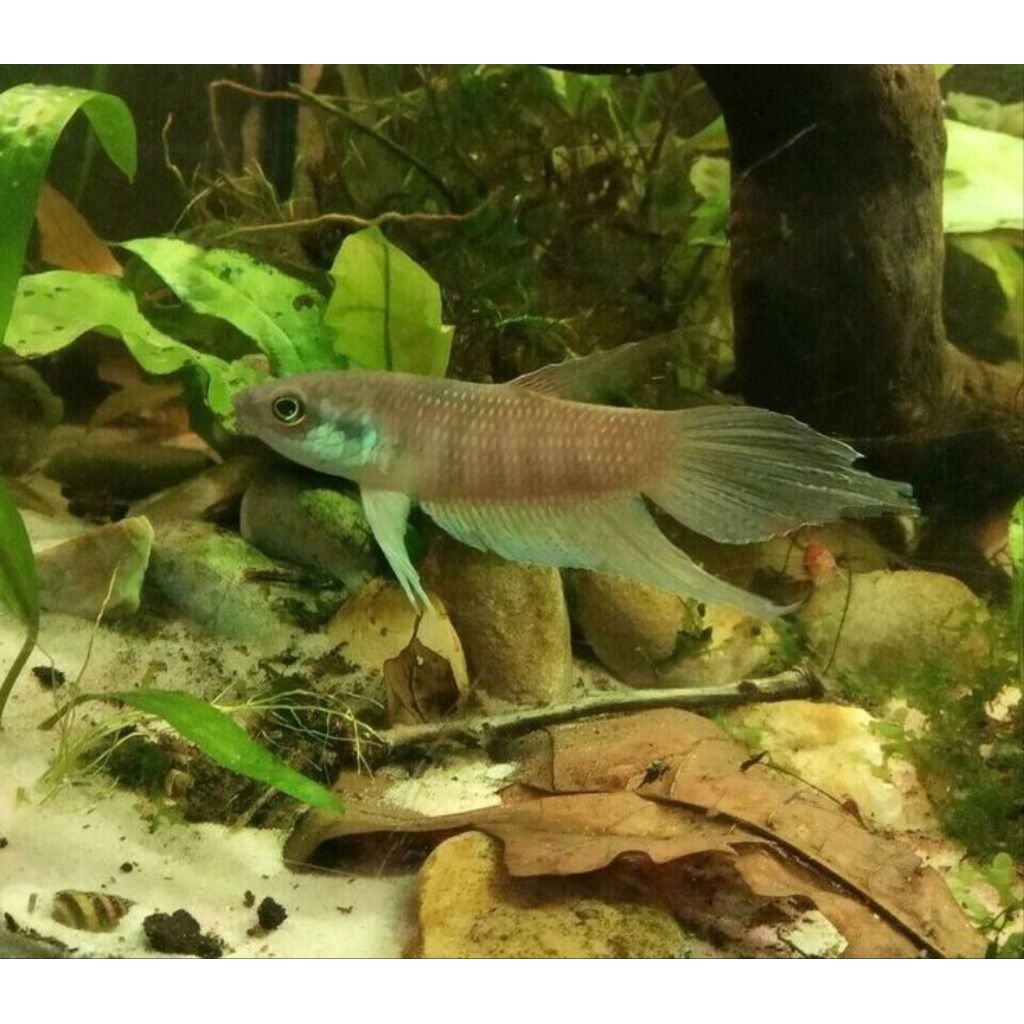 Jual wild Betta raja | Shopee Indonesia