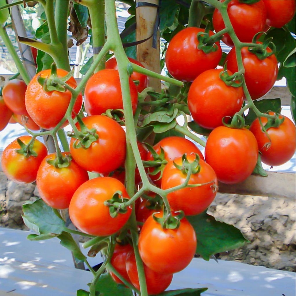 500 BUTIR BENIH TOMAT SAYUR MERAH
