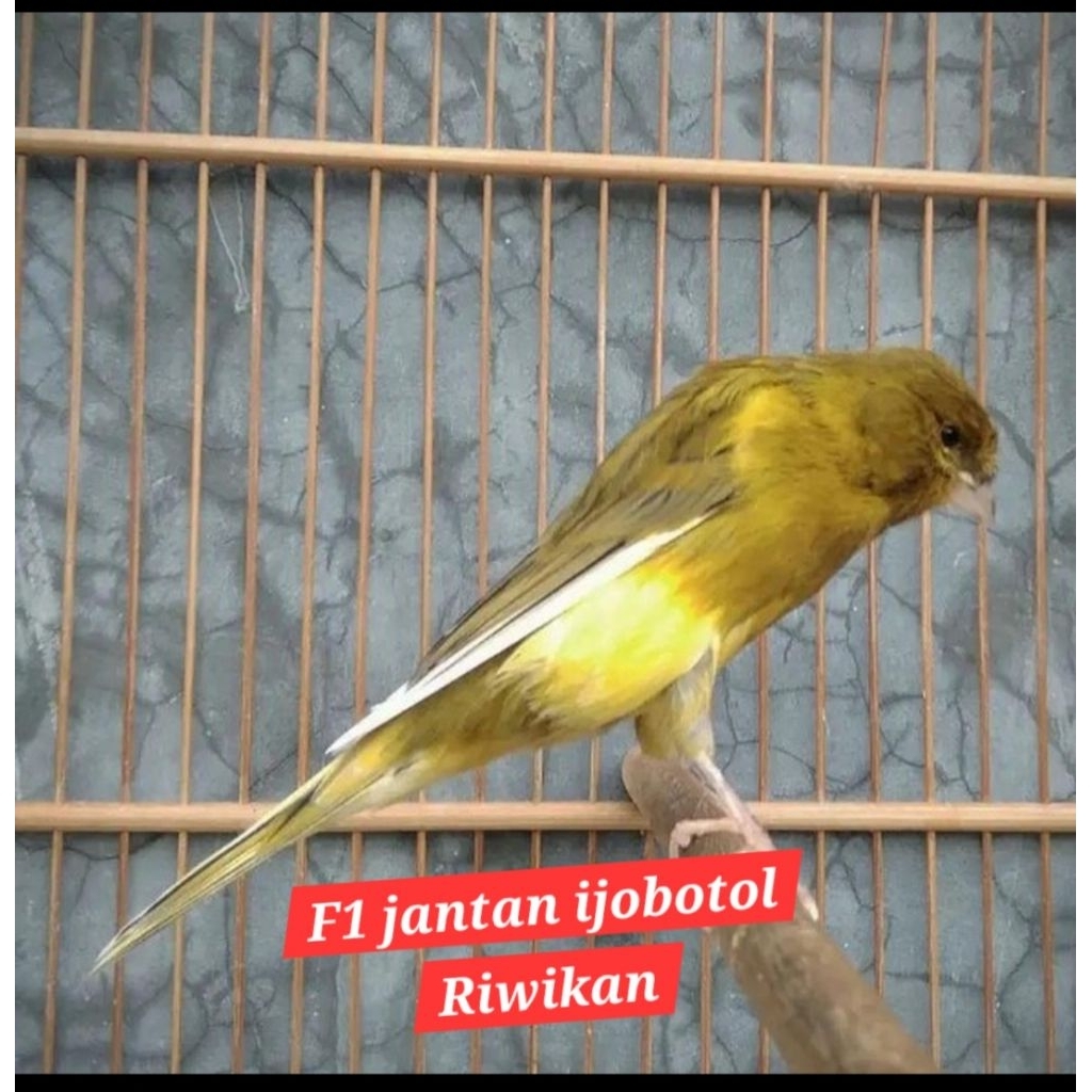 Jual kenaei f1 ijobotol F1 ijo botol riwikan jantan A+ | Shopee Indonesia
